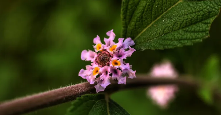 découvrez le statut de micro-entrepreneur : une solution simple et flexible pour lancer votre activité, optimiser vos revenus et bénéficier de démarches administratives allégées. transformez votre passion en entreprise et exploitez tout votre potentiel entrepreneurial.