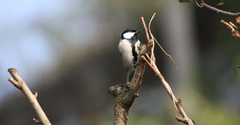 découvrez l'approche agile, une méthode dynamique et flexible de gestion de projet qui favorise la collaboration, l'adaptabilité et l'efficacité dans le développement logiciel. apprenez à optimiser vos processus et à améliorer la satisfaction client grâce à des itérations rapides et des retours continus.