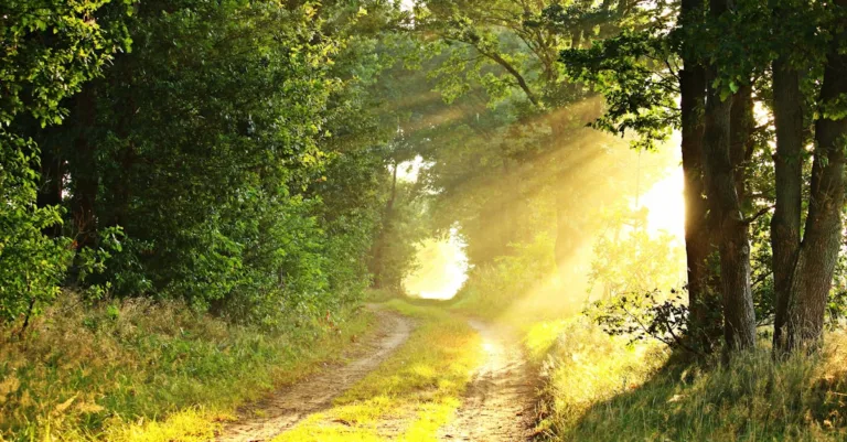 découvrez notre mooc innovant qui vous plongera dans l'univers de l'apprentissage en ligne. accédez à des cours interactifs, des ressources variées et développez vos compétences à votre rythme tout en interagissant avec une communauté d'apprenants passionnés.