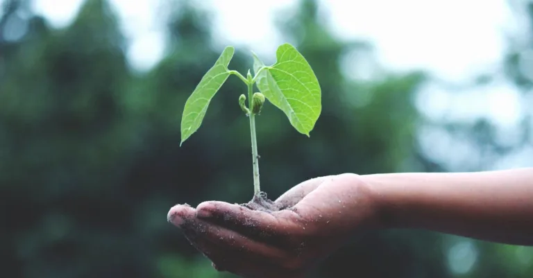 découvrez notre engagement envers la durabilité et les pratiques écoresponsables pour préserver notre planète et assurer un avenir meilleur.
