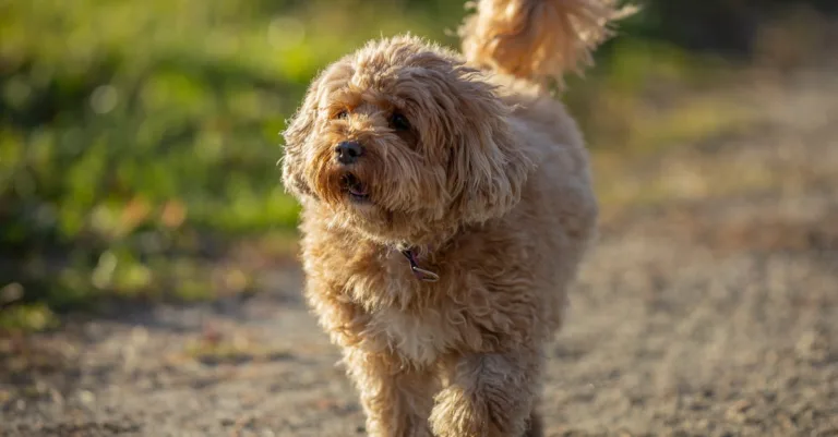 greta moodle : plateforme d'apprentissage en ligne dédiée aux formations professionnelles et continues pour faciliter l'accès à l'éducation et le développement des compétences.