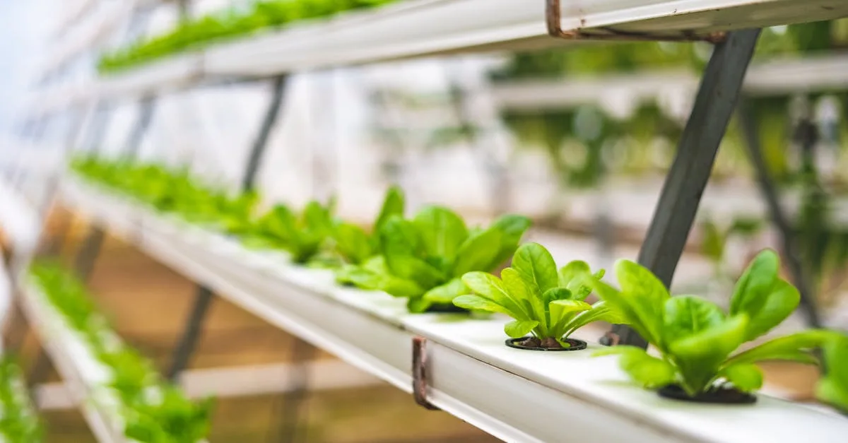 découvrez l'aquaponie, un système innovant combinant aquaculture et hydroponie pour cultiver des plantes et élever des poissons de manière écologique et durable.