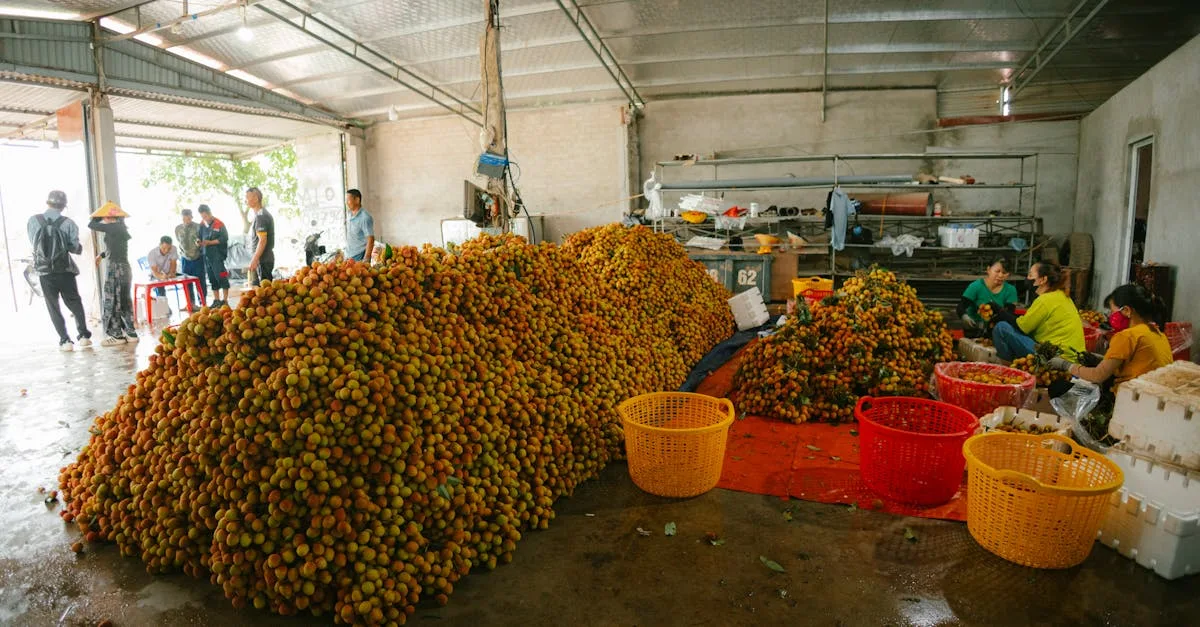 comfruit : spécialiste des fruits et produits naturels, découvrez une sélection de fruits frais et savoureux pour une alimentation saine et gourmande.