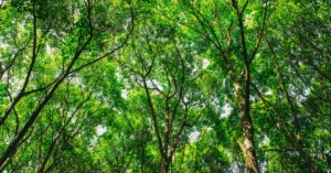 découvrez les réglementations environnementales essentielles pour protéger notre planète et assurer un développement durable.