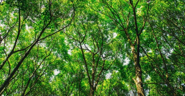 découvrez les réglementations environnementales essentielles pour protéger notre planète et assurer un développement durable.