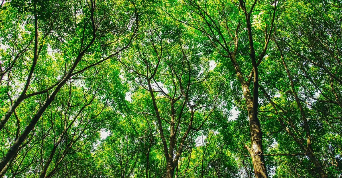 découvrez les réglementations environnementales essentielles pour protéger notre planète et assurer un développement durable.