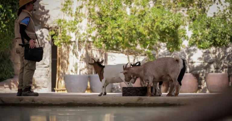 formation pour soignant d'animaux : développez vos compétences en soins, gestion et bien-être animalier pour une carrière réussie.