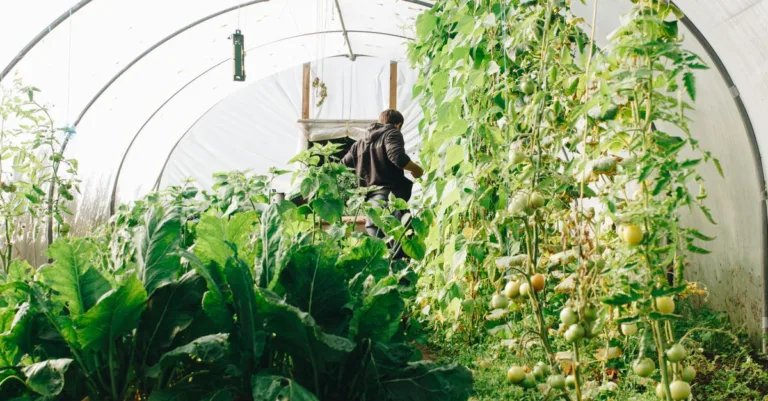 découvrez l'agriculture écologique innovante, alliant durabilité et technologies modernes pour respecter l'environnement tout en optimisant la production agricole.