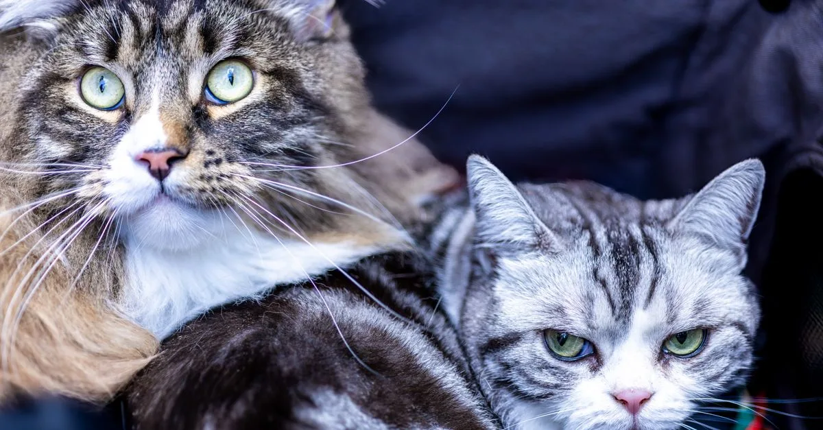découvrez des conseils pratiques pour une coexistence harmonieuse avec votre chat et favoriser une relation équilibrée et heureuse.