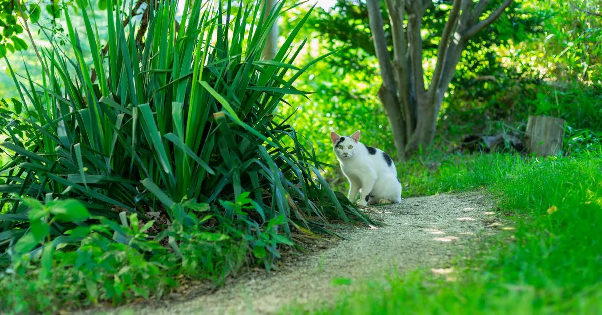 conseils pour une coexistence harmonieuse entre chats : découvrez des astuces pratiques pour assurer la paix et le bien-être de vos compagnons félins.