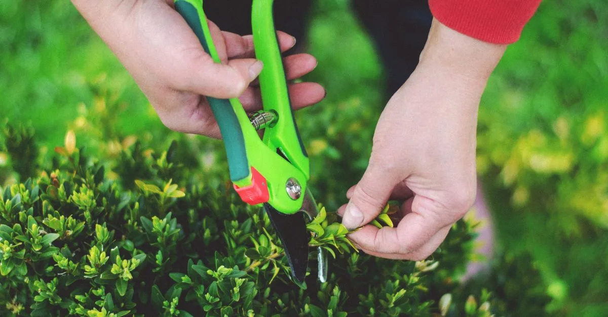 guide complet sur la taille des plantes pour favoriser leur croissance et leur santé. découvrez les meilleures techniques et conseils pratiques.