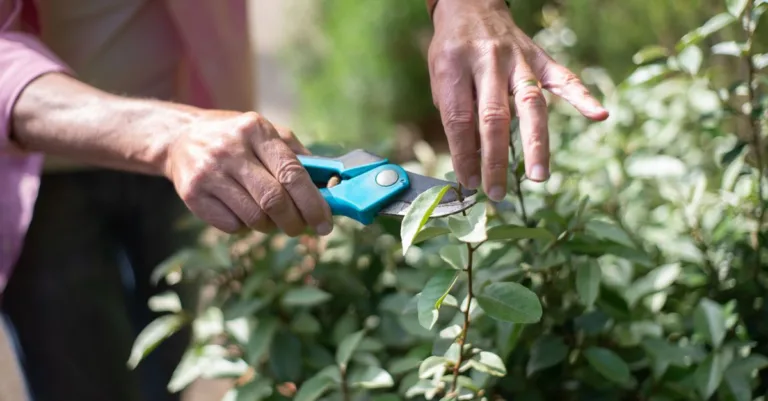 conseils et techniques pour tailler efficacement vos plantes afin de favoriser leur croissance et leur santé.